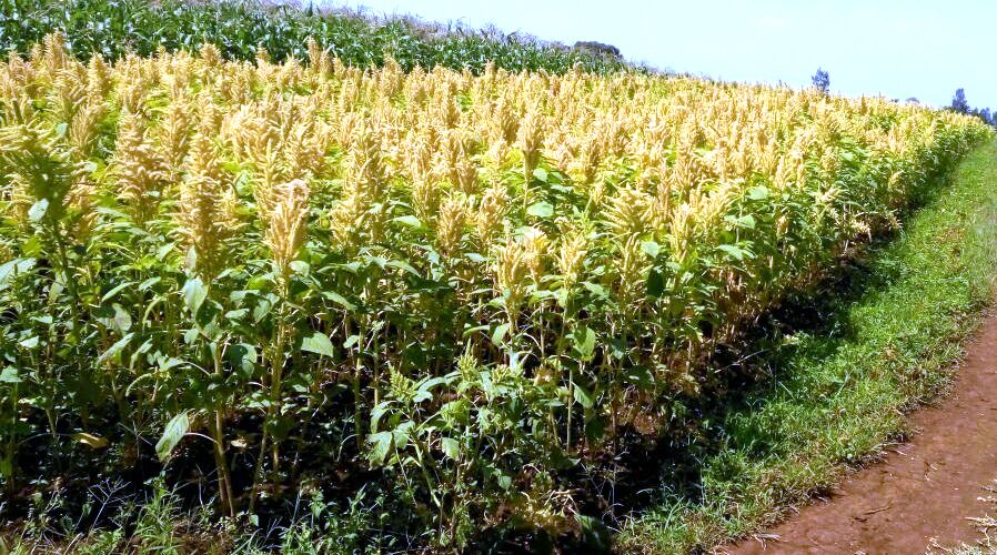 Amaranth seeds.jpg